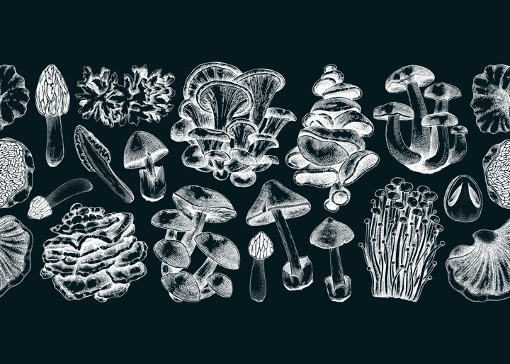 Mushrooms seamless pattern. Artistic autumn forest plant border. Fall background with edible fungi sketches. Hand drawn healthy food, fungal protein on chalkboard. Repeating design for print